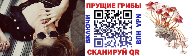 Купить  Советский  Псилоцибиновые грибы прущие грибы 